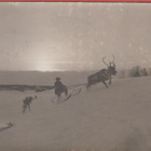 Lappi Porourheilua - kulk. v 1929 - pikkukuva 1