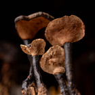 Kuivattuja sieniä ”Microporus xanthopus”, iso - pikkukuva 2