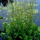 Ratamosarpio (Alisma plantao-aquatica), siemeniä 100 kpl - pikkukuva 4