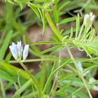 Peltovirvilä (Ervilia hirsuta), siemeniä 50 kpl - pikkukuva 4