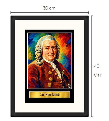 Uusi Carl von Linné art print kehystetty 30 cm x 40 cm