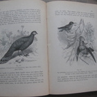 Wiren, A. : Zoologiens Grunddrag 1899 - pikkukuva 3