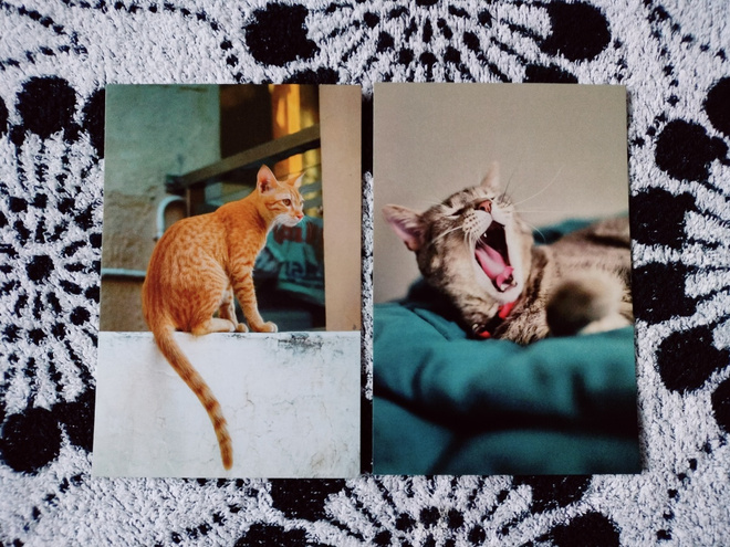 ~Kissa kortti~ 2kpl