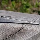 Hopeinen Solmiopidike. Leimalla 813H. H - 7. Jase - pikkukuva 1