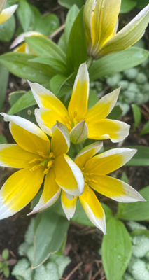 Parvitulppaani (Tulipa tarda), siemeniä 50 kpl