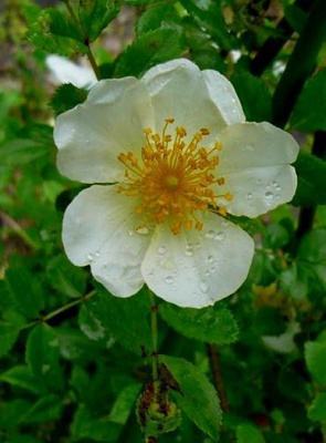 Kaariruusu (Rosa maximowicziana), siemeniä 20 kpl