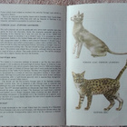 Guide to the Cats of the World (Kissat) - pikkukuva 3