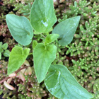 Aho-orvokki (Viola canina), siemeniä 50 kpl - pikkukuva 2