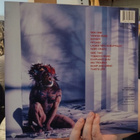 David Lee Roth – Eat 'Em And Smile &  Skyscraper LP:t - pikkukuva 5