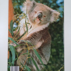 Australian's koala - pikkukuva 2