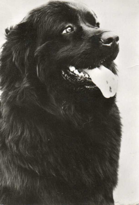 NEWFOUNDLANDINKOIRA POSTIKORTTI