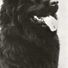 NEWFOUNDLANDINKOIRA POSTIKORTTI - pikkukuva 1