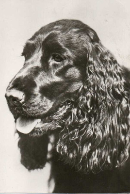 COCKERSPANIEL POSTIKORTTI - PLANET VERLAG