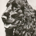 COCKERSPANIEL POSTIKORTTI - PLANET VERLAG - pikkukuva 1