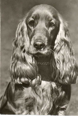 COCKERSPANIEL POSTIKORTTI -PLANET VERLAG