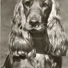 COCKERSPANIEL POSTIKORTTI -PLANET VERLAG - pikkukuva 1