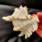 Suuri koristekotilo Chicoreus ramosus 19cm - pikkukuva 5