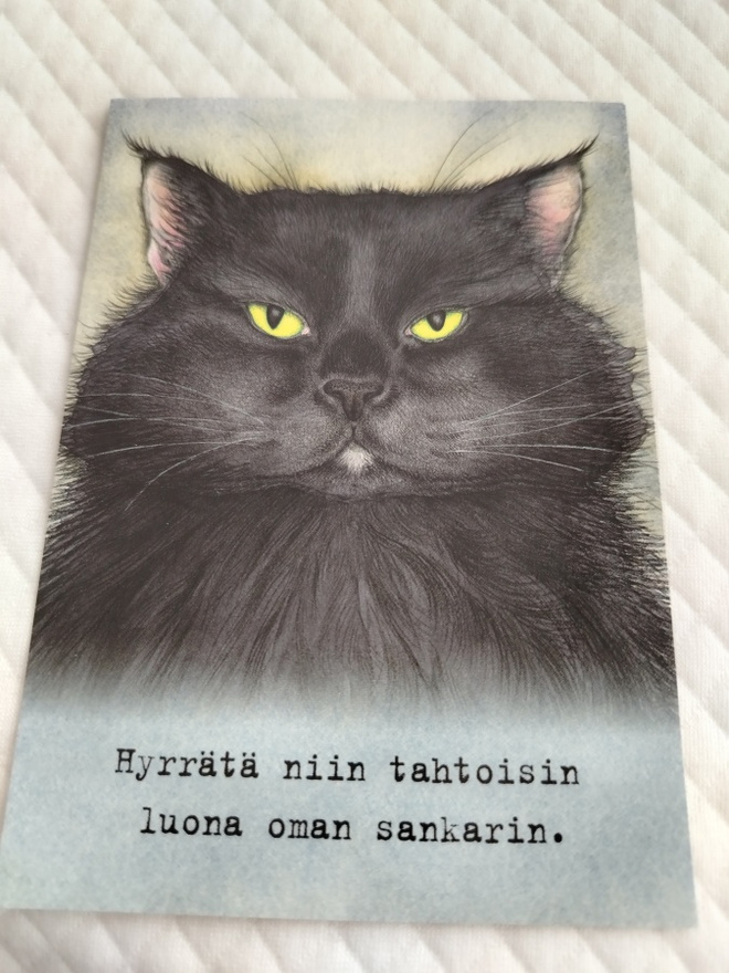 Kissa postikortti