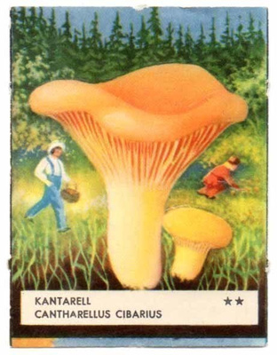EO 5307 / SIENINELKKU: Kantarelli. 1950-l.