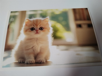 Kissa kortti, kulkematon.