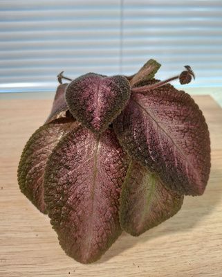 Kuparilehti/ Episcia