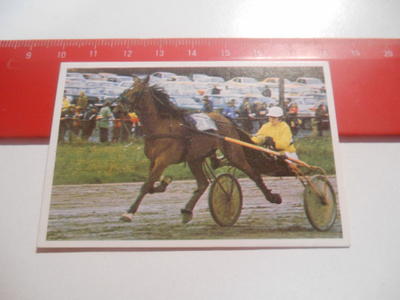 K 15 Jenkki Ravi ja ratsastus # 15