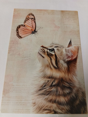 Kissa  kortti, kulkematon.