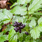 Mustakonnanmarja (Actaea spicata), siemeniä 50 kpl - pikkukuva 2