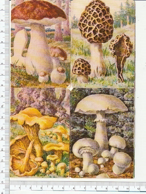 * * Heller, syömäkelpoiset sienet- pikku- arkki, 16,5 x 12 *