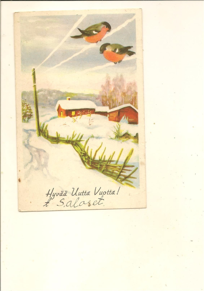 VIKAINEN ,,,, LINNUT LANGALLA ,,,, KUVAT. 351