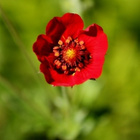 Verihanhikki (Potentilla atrosanguinea), siemeniä 50 kpl - pikkukuva 2
