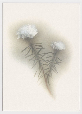 Jaana Aalto: Suopursu