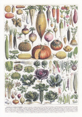 Vihanneksia (postikortti)
