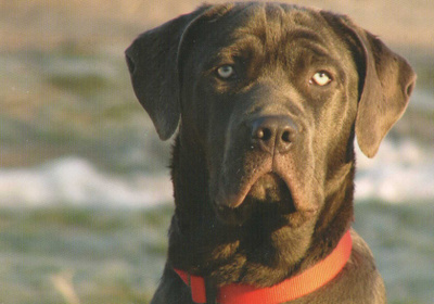 BANDOGGI KOIRAPOSTIKORTTI