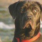 BANDOGGI KOIRAPOSTIKORTTI - pikkukuva 1