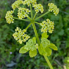 Aleksanterinsiipiputki (Smyrnium olusatrum), siemeniä 40 kpl - pikkukuva 1