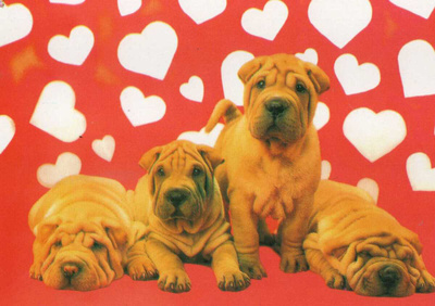 SHAR PEI POSTIKORTTI - PAINETTU SUOMESSA