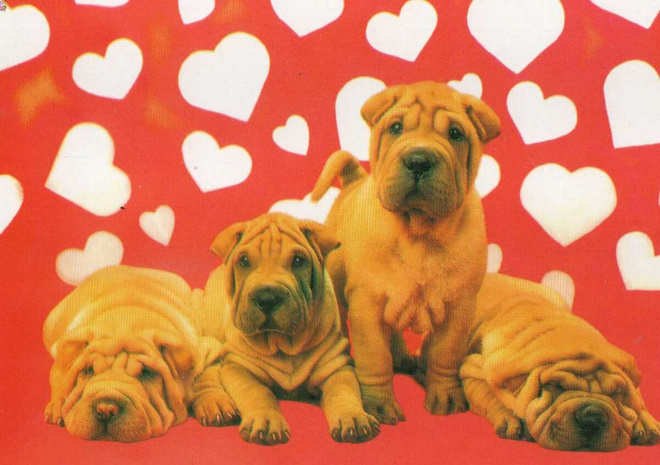 SHAR PEI POSTIKORTTI  -  PAINETTU SUOMESSA