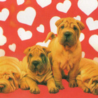 SHAR PEI POSTIKORTTI  -  PAINETTU SUOMESSA - pikkukuva 1