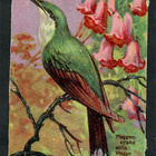Wanha - Lintunelkku - Kaunis lintu 6 - 1900-luvun alku - pikkukuva 1