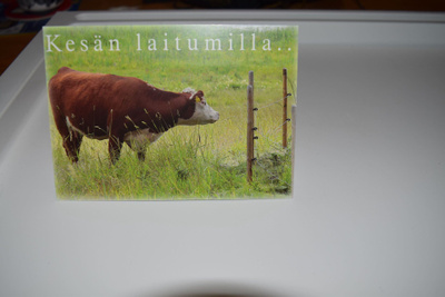 postikortti (A) lehmä