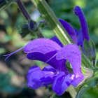 Niittysalvia 'Twilight Serenade', siemeniä 50 kpl - pikkukuva 2