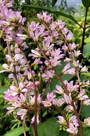 Neidonkranssi (Francoa appendiculata), siemeniä 50 kpl