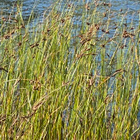 Merikaisla (Bolboschoenus maritimus), siemeniä 50 kpl - pikkukuva 3