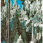 M63 / 0,25mk kortilla (1970) Koski Tl loistoleima - pikkukuva 2