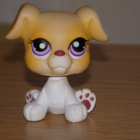 LITTLEST PET SHOP vaalea KOIRA, BOKSERI, BOKSERINPENTU #451 - pikkukuva 1
