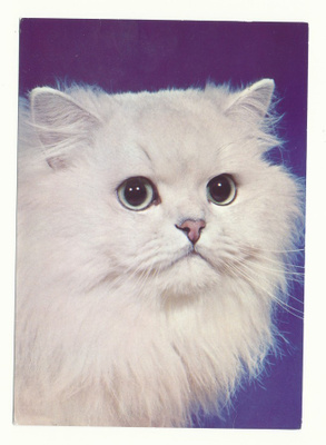 KISSA-kortti