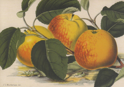 Omena Apfel American Mother (isohko kortti)
