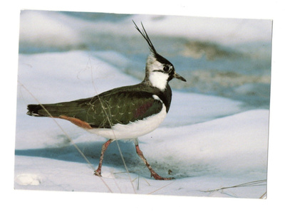 P.Helo °°TÖYHTÖHYYPPݰ -KORTTI / (Kulkematon)