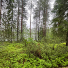 Taivalkoskella mökkitontti järvenrannassa - pikkukuva 3